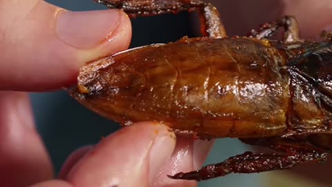 Eating a Water Bug: How to Enjoy this Delicacy and Explore Its Unique Flavors