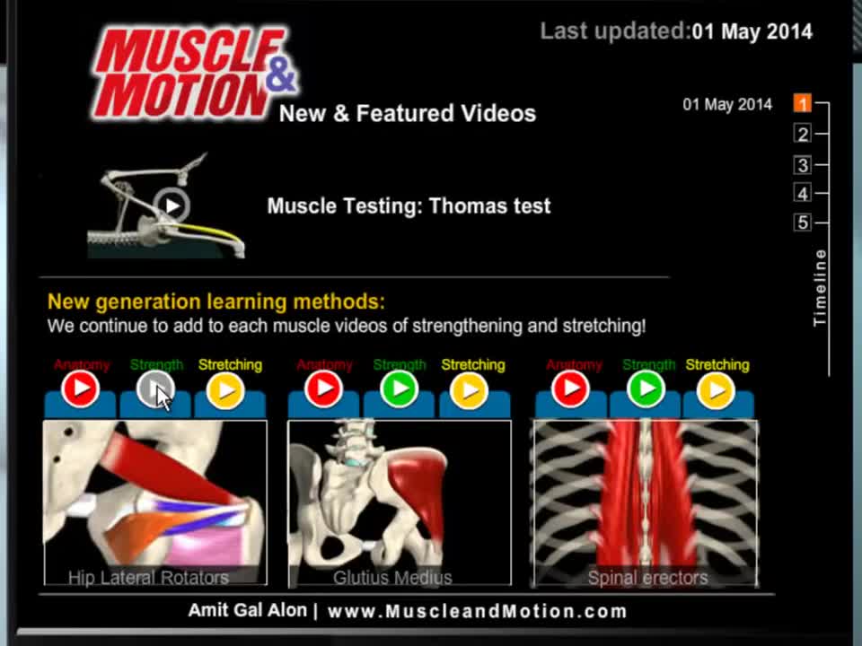 Hip lateral rotators muscles