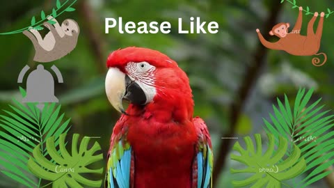 Parrot video , Cute Parrot ,Baby loves to see