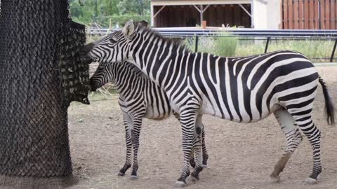 Zebra eating grass