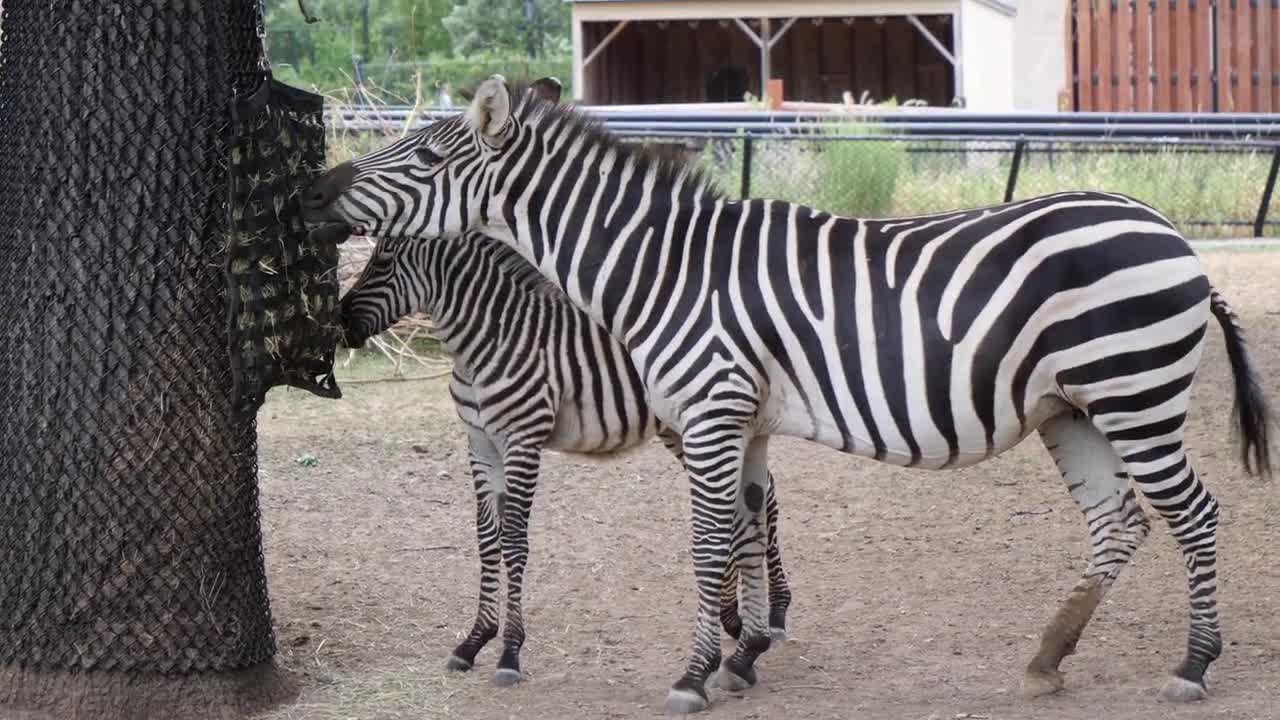Zebra eating grass