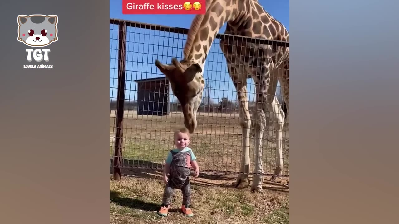 Funny animals interactions with human