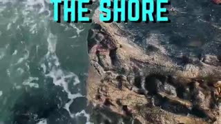 Life is Like the Ocean Shore