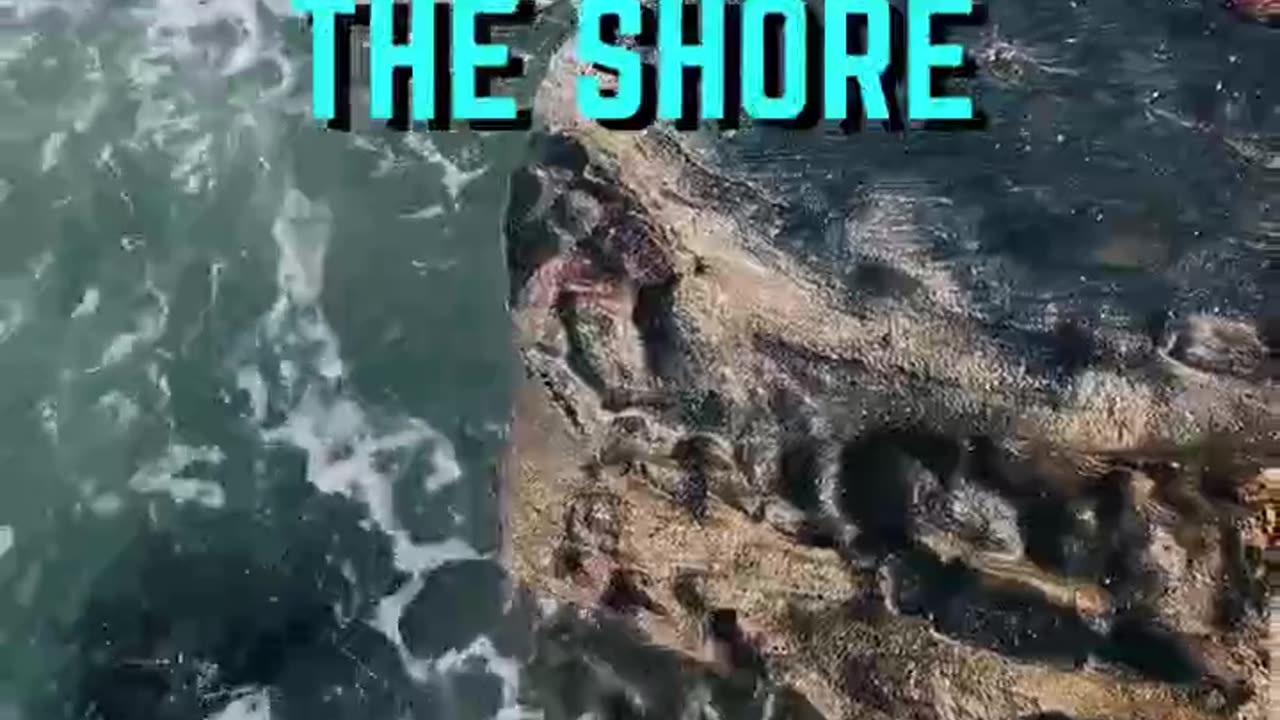 Life is Like the Ocean Shore