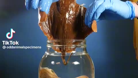 Sting ray facts for you