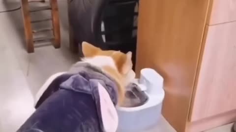 funny animals compilation short shortvideo_1080p