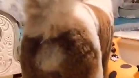 Gigantic Fluffy Poodle Dogs Love Being Carried Everywhere 😍Funny Cat And Dog Videos🐩LAUGH|Panda Love