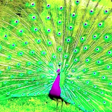 funny funny videos funny jokes funny animals funny memes funny movies funny bone funny pictures