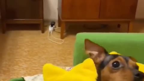 funny animal video #dog #doglife