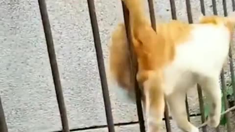 Funny animals/cute and funny cats 😺. Dogs 🐕