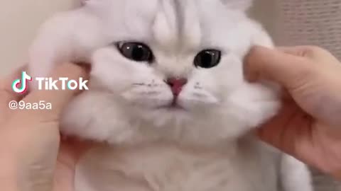 Cute cat