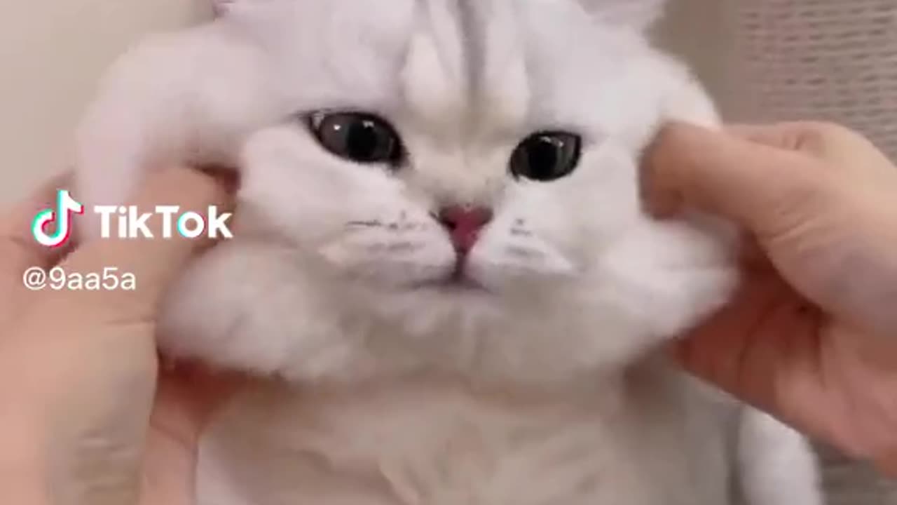 Cute cat