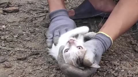Rescue The Kitten Being Squeezed By The GIANT P.y.t.h.o.n.