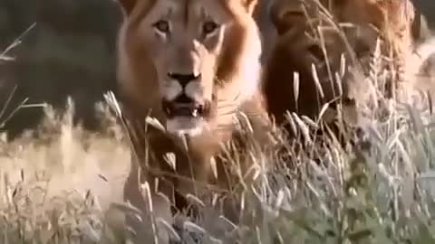 lion speak hindi
