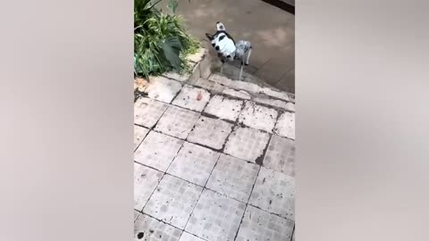 Funniest Animals 2023 Funny Dogs and Cats Videos 😂😂😂