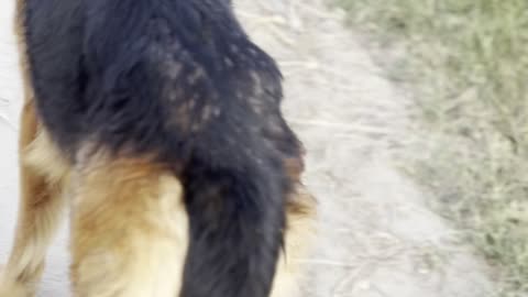 Dog lovers German shepherd