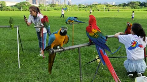 Parrot birds