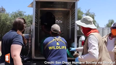 A group of young orphaned bears in California were saved, given medical treatment