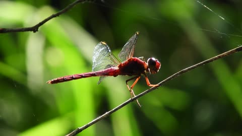 Red Dragonfly on a Branch