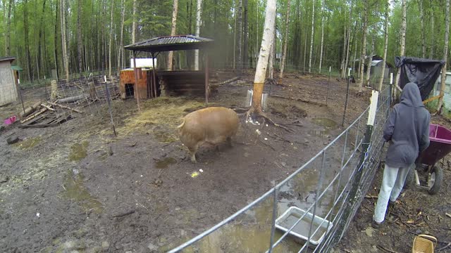 Feeding a female pig old chicken eggs