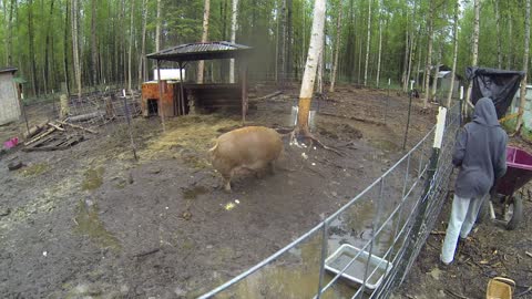 Feeding a female pig old chicken eggs