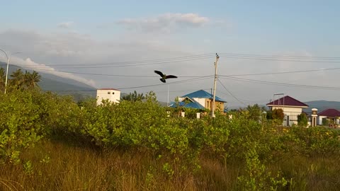 Parrot