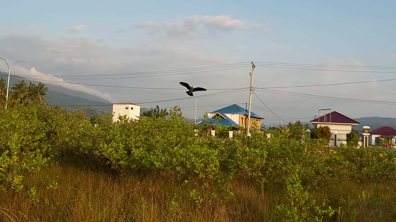Parrot