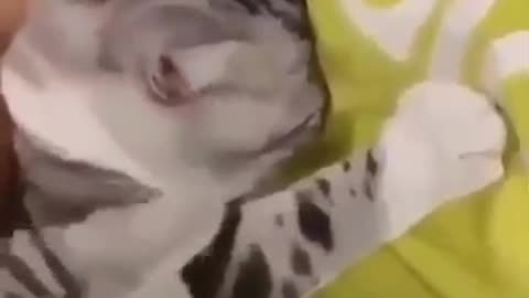 Cats jealous cat🐈🐱😂