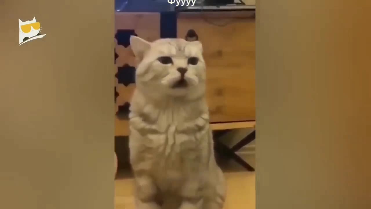 Funniest Animals 2023 - Funniest Cats and Dogs 😹🐶