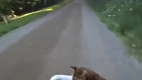 funny pet