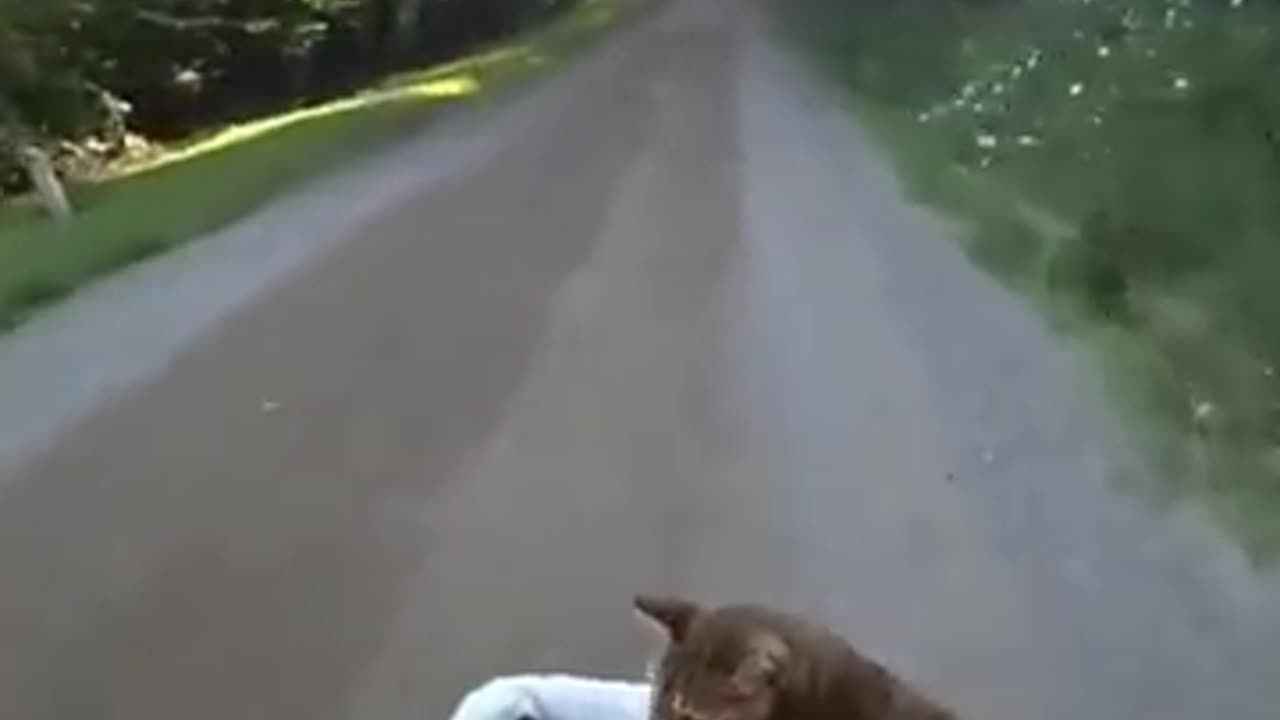 funny pet