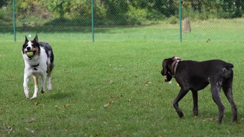 playful dogs || who will win mert or bongo?