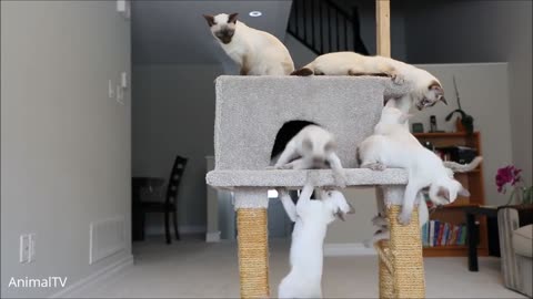Siamese kittens cute