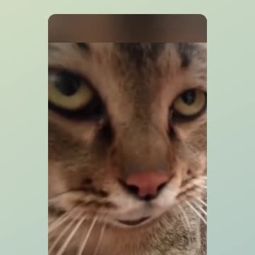 Cats fighting over territory... no agreement!