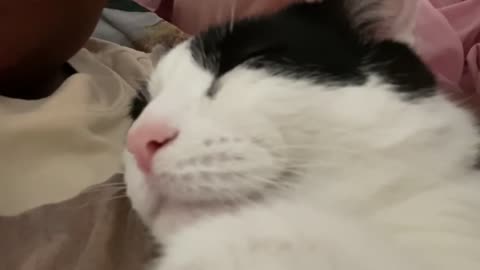 Holding my cat like a baby
