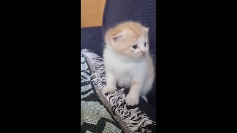 FUNNIEST cats and dog part 2