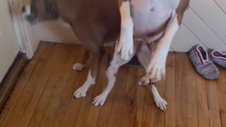 Boxers Getting Excited for a Car Ride