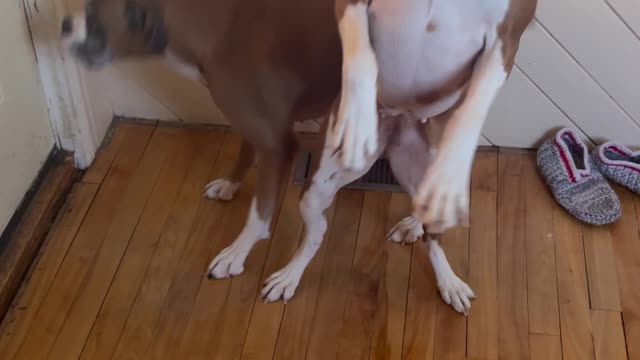 Boxers Getting Excited for a Car Ride