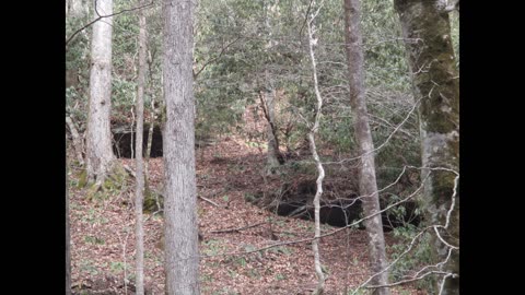 Conversation with a Sasquatch/Bigfoot/Sabe