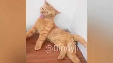 Cute cats funny videos!! cute animals funny dogs
