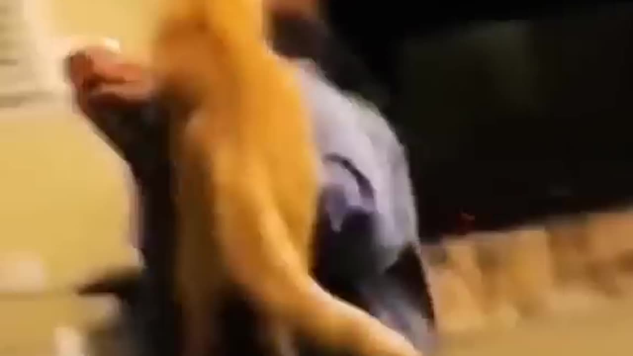 pets fuun