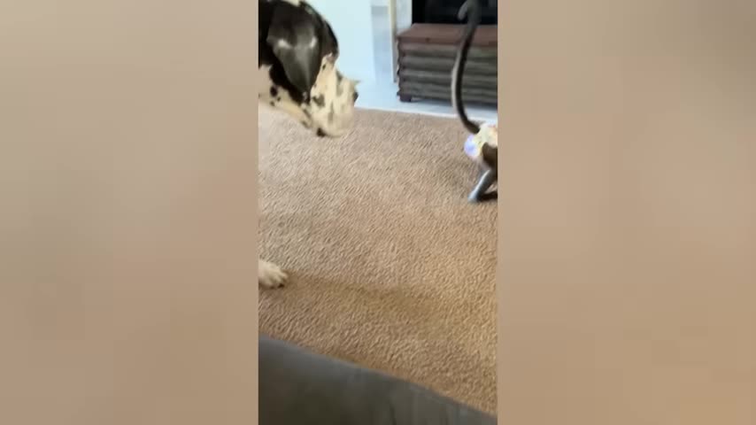 The BEST Cute and Funny Animal Videos of 2022! 😂