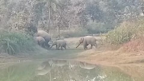 Elephants video