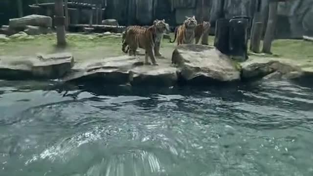 The temptation to tiger