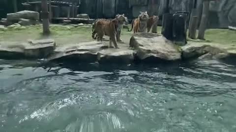 The temptation to tiger