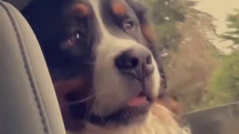 Bernese mountain dog