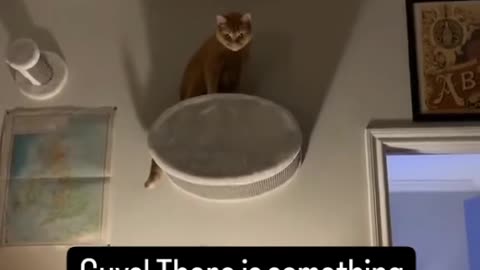 What's wrong with my cat