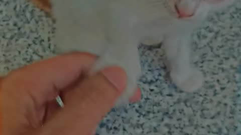 Cute 🥰 cat