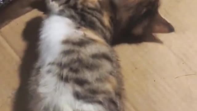 May be will for the future#cat #pet #catsoftiktok #cute#fyp
