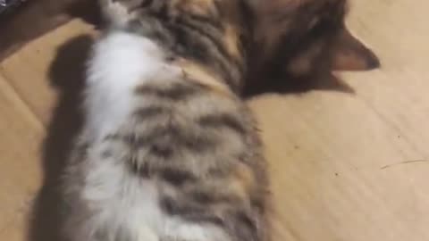 May be will for the future#cat #pet #catsoftiktok #cute#fyp
